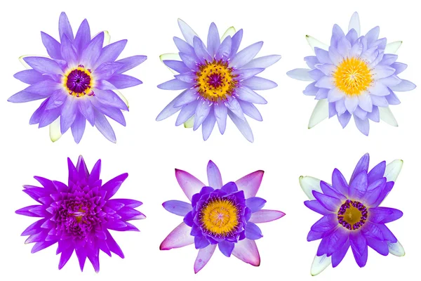 Collection of violet and purple water lily isolated — Stock Photo, Image