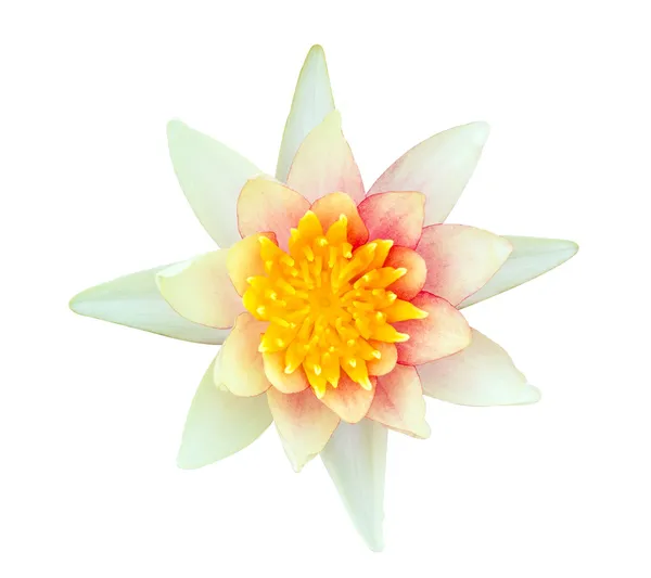 Lilia biała woda z pomarańczowy pyłek kwiatowy na białym tle — Zdjęcie stockowe