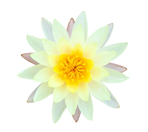 Yellow and white water lily isolated — Stock Photo, Image