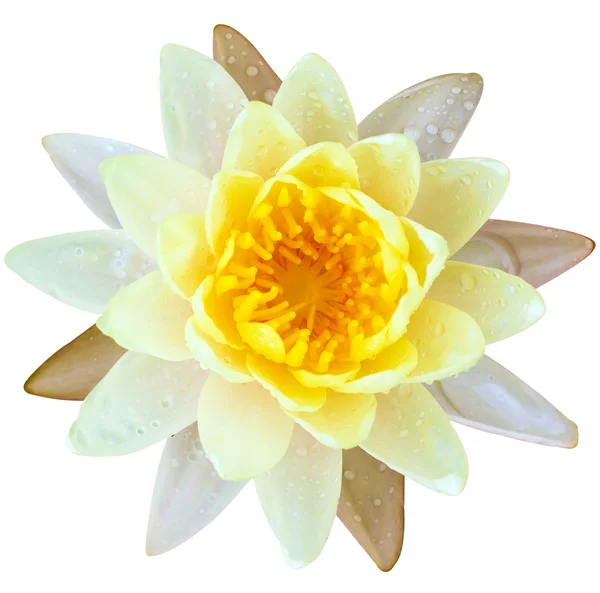 Yellow lotus water lilly with water drop — Stock Photo, Image