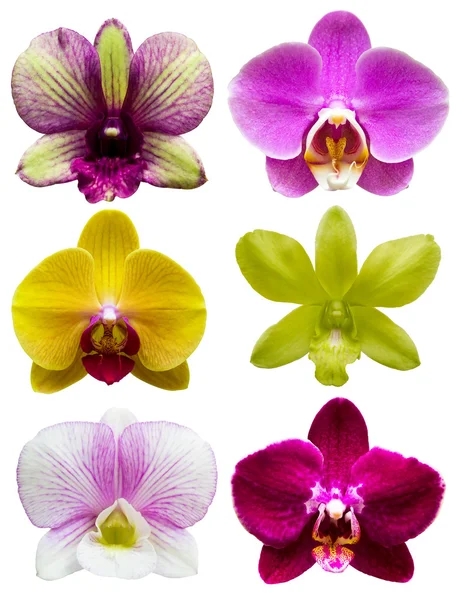 Raccolta di fiore di orchidea isolato — Foto Stock