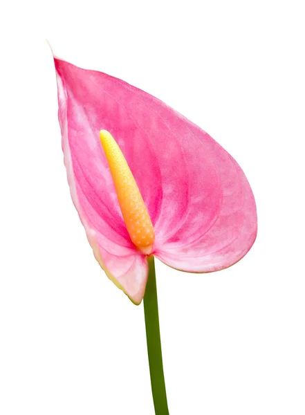 Roze flamingo bloem geïsoleerd — Stockfoto