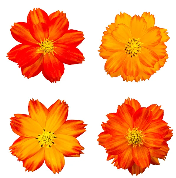 Orange kosmos blomma isolerad — Stockfoto