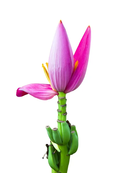 Rosa Bananenblüte — Stockfoto