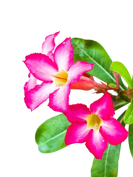 Pink Adenium flower isolated — Stock Photo, Image