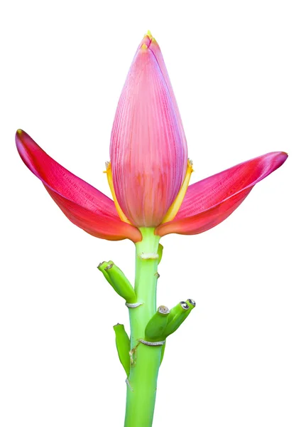 Rote Bananenblüte — Stockfoto