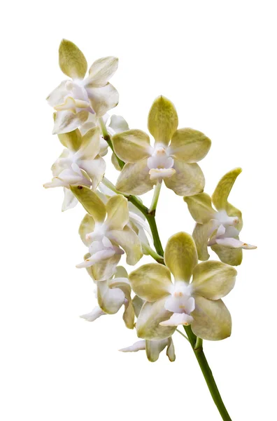 Bunch Orchid isolado — Fotografia de Stock