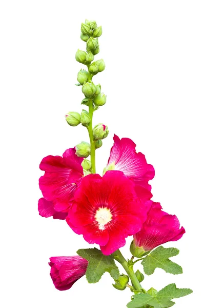 Izole koyu pembe hollyhocks çiçek — Stok fotoğraf