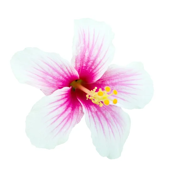 Flor de hibisco rosa e branca isolada — Fotografia de Stock