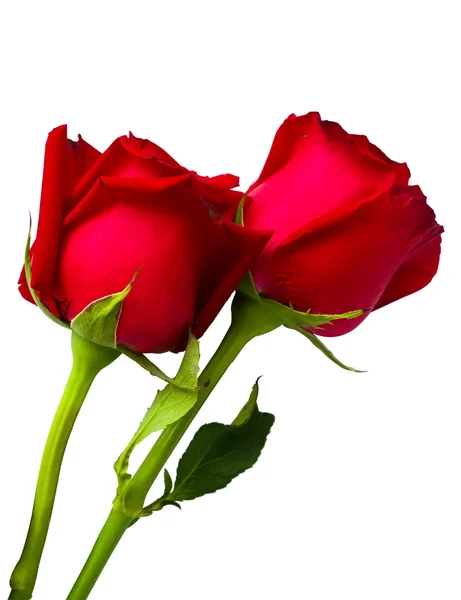 Dos rosas rojas de belleza aisladas — Foto de Stock