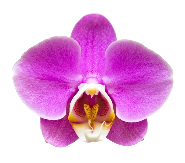 One pink orchid isolated Stock Picture