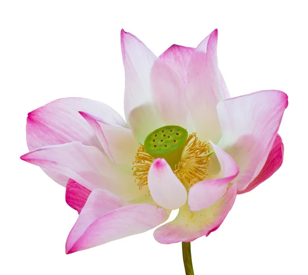 粉红色莲花与绿色的种子 图库图片