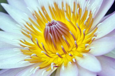 Beyaz nilüfer yakın çekim