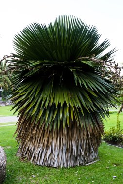 Küba melekleri palmiye ağacı