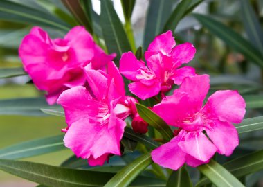 pembe nerium oleandes l. çiçek