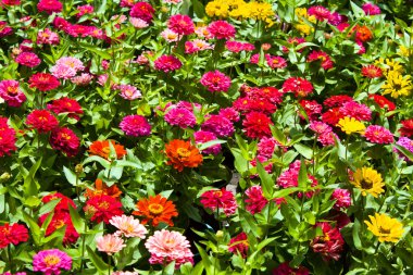 zinnia çiçek tarlası
