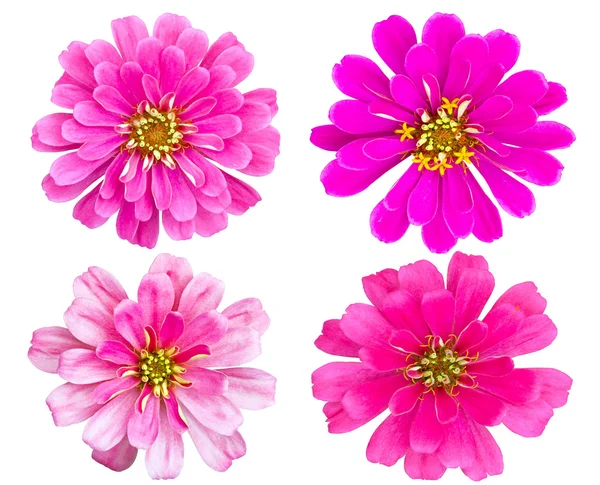 Rosa collezione di fiori Zinnia isolato — Foto Stock