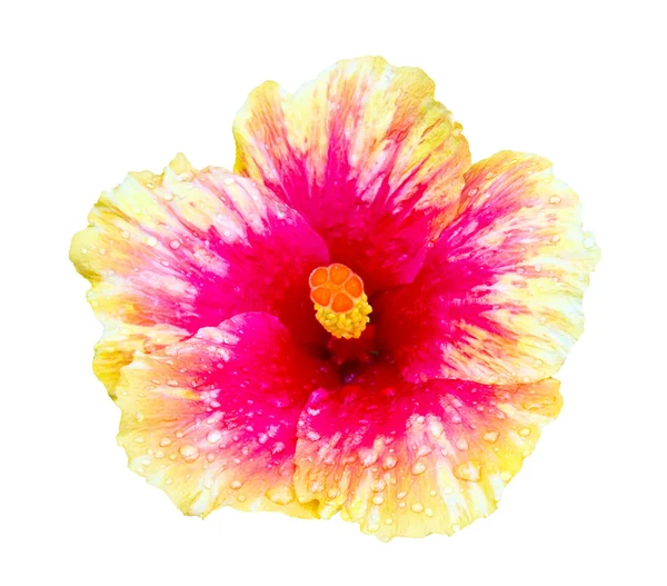 Pembe ve turuncu hibiscus çiçek izole — Stok fotoğraf