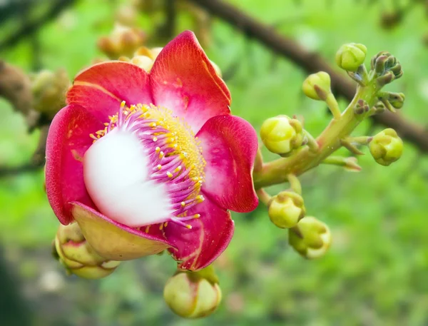 Kanon balltree bloem — Stockfoto