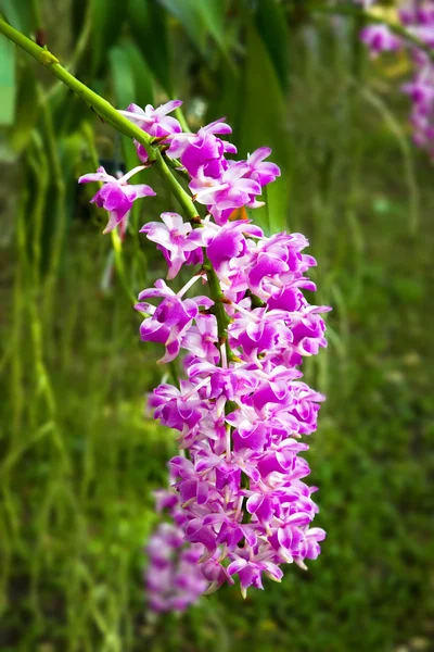 Um monte de orquídea rosa — Fotografia de Stock