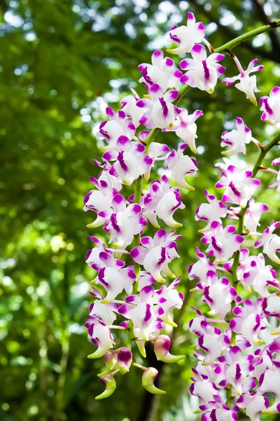 Beautiful bunch of orchid — Stock Photo, Image