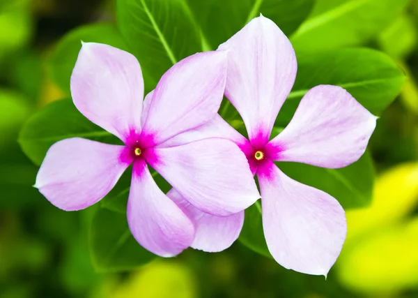 Catharanthus roseus květ — Stock fotografie