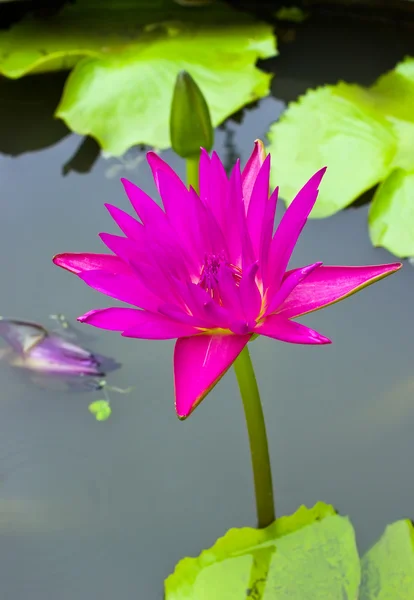 Hermoso lirio de agua rosa en el estanque — Foto de Stock