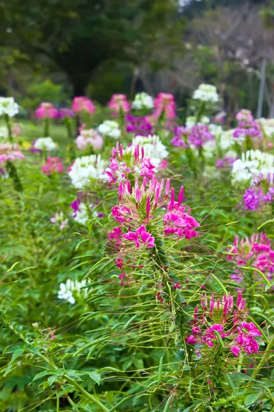 Cleome campo de flores con hoja — Foto de Stock