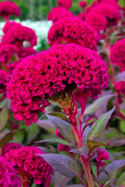 Cockscomb, kinesiska ull blomma — Stockfoto