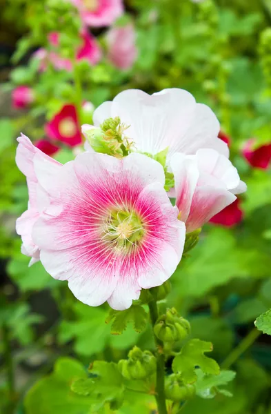 Stockrosor blomma i trädgården — Stockfoto