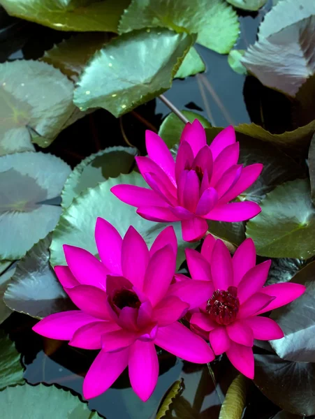 Donker roze water lily in de porno met blad — Stockfoto