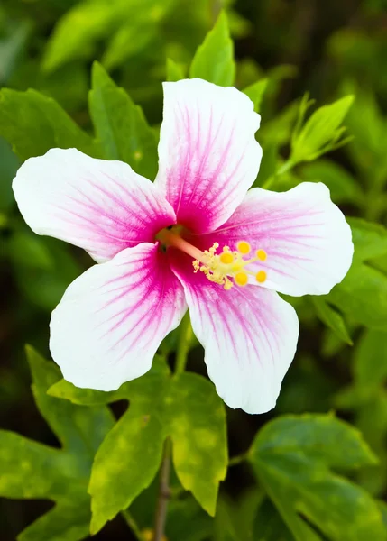 Flor de hibisco rosa e branca — Fotografia de Stock