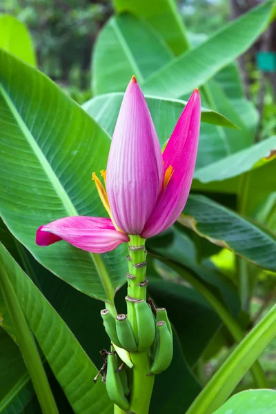 Pink Banana flower — Stock Photo, Image