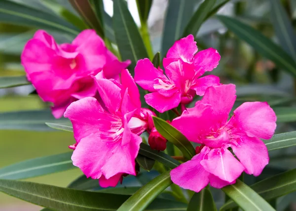 Roze nerium oleandes l. bloem — Stockfoto