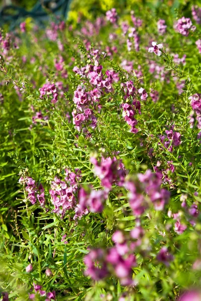 Pink flower field — Stock Photo, Image