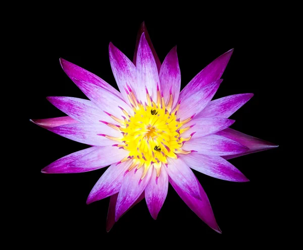 Mor lotus siyah