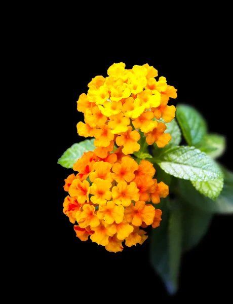Tropiska blommor lantana isolerade — Stockfoto