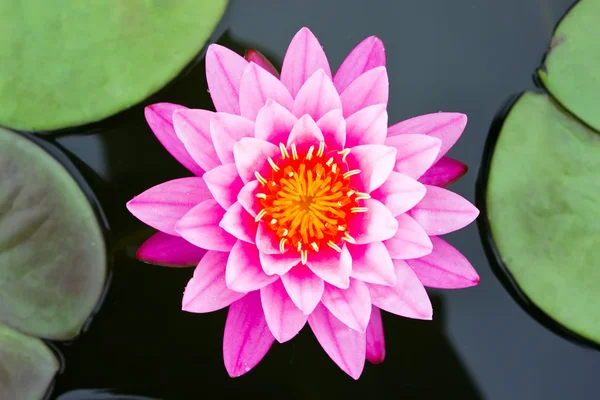 Roze waterlelie in vijver — Stockfoto