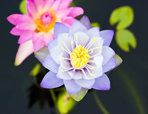 Paarse en roze lotus met groen blad — Stockfoto