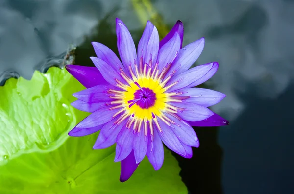 Фиолетовый лотос — стоковое фото