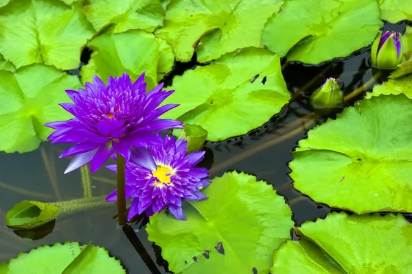 Пурпурная водяная лилия и листья в пруду — стоковое фото