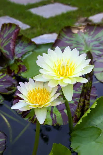 Twee yellow water lily in vijver — Stockfoto