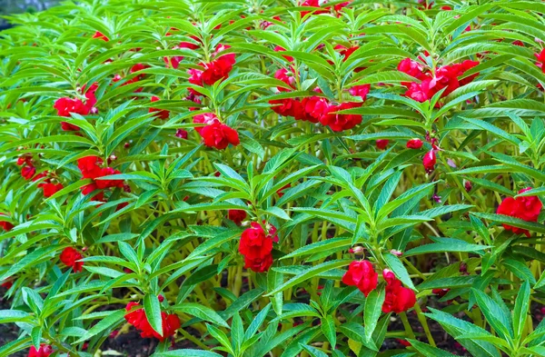 Röda garden balsam, impatiens balsamina linn blomma — Stockfoto