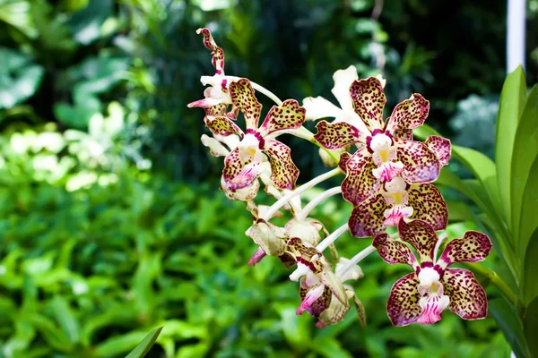 Direkt lila orchidea — Stock Fotó