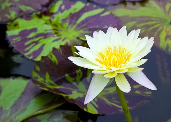 Gele lotus in vijver met blad — Stockfoto