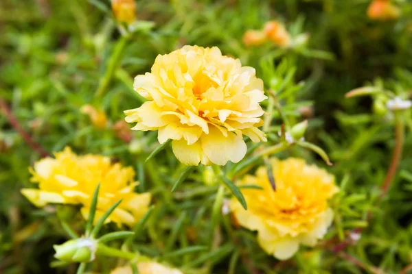 Yellow Common Purslane flower — Stock Photo, Image