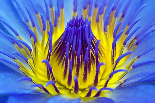 Violette water lily close-up — Stockfoto