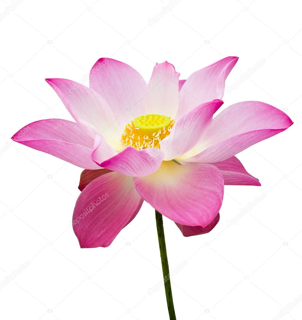 Pink lotus flower with young seed