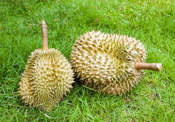 Durian auf grünem Gras — Stockfoto
