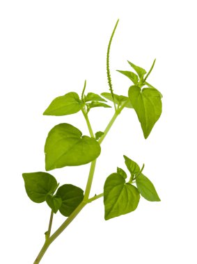 peperomia pelusida